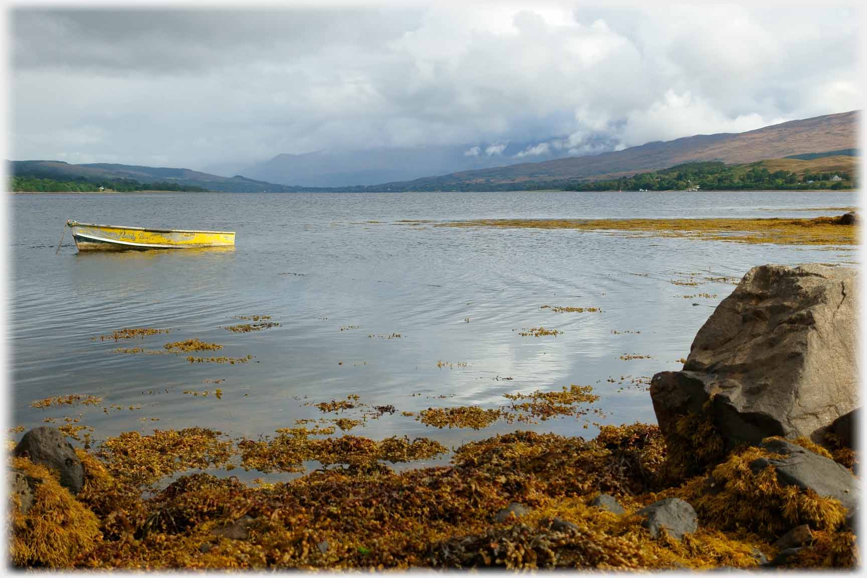 Dinghy in matching colours to kelp in calm waters.