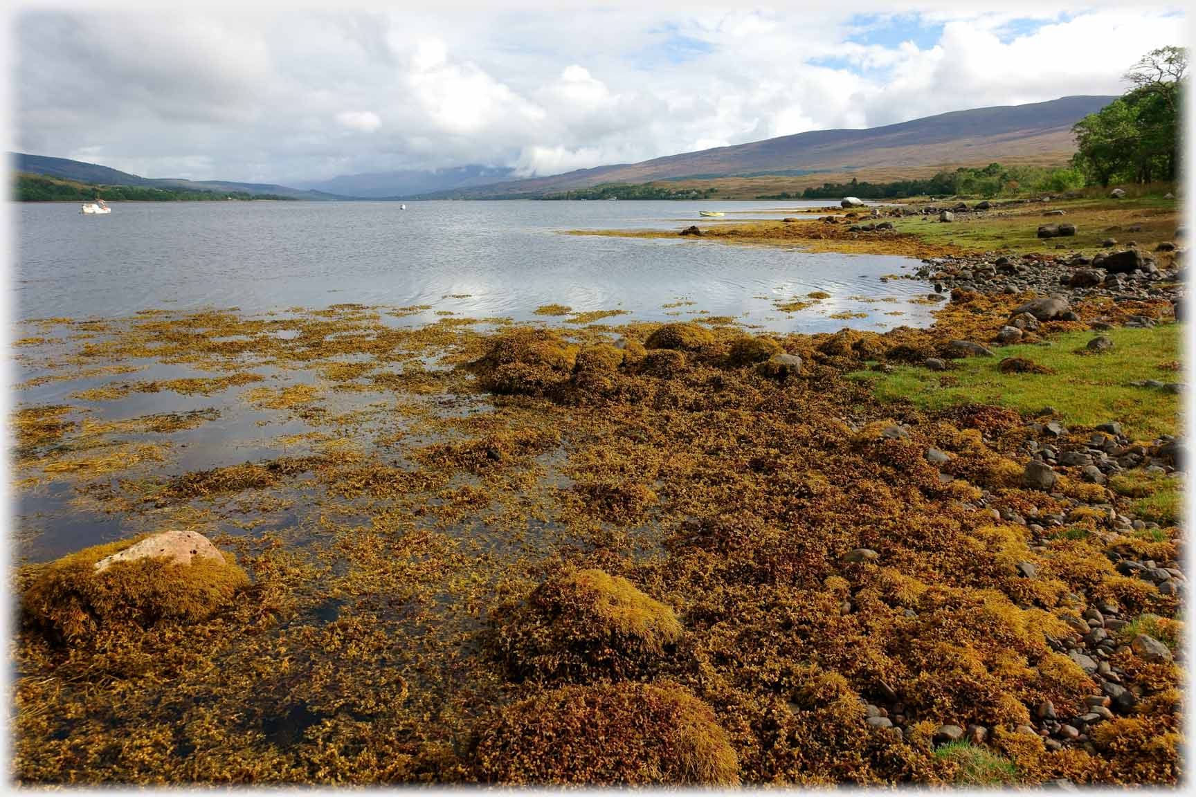 Shoreline of kelp with loch beyond.