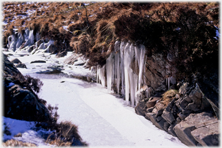 Tail Burn frozen with icicles.