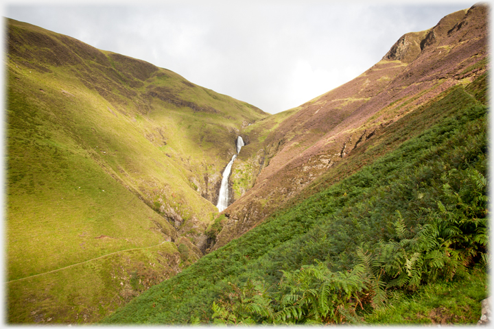 Grey Mare's Tail in late summer.