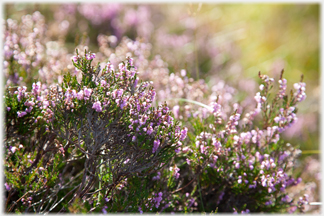 Heather flowers.