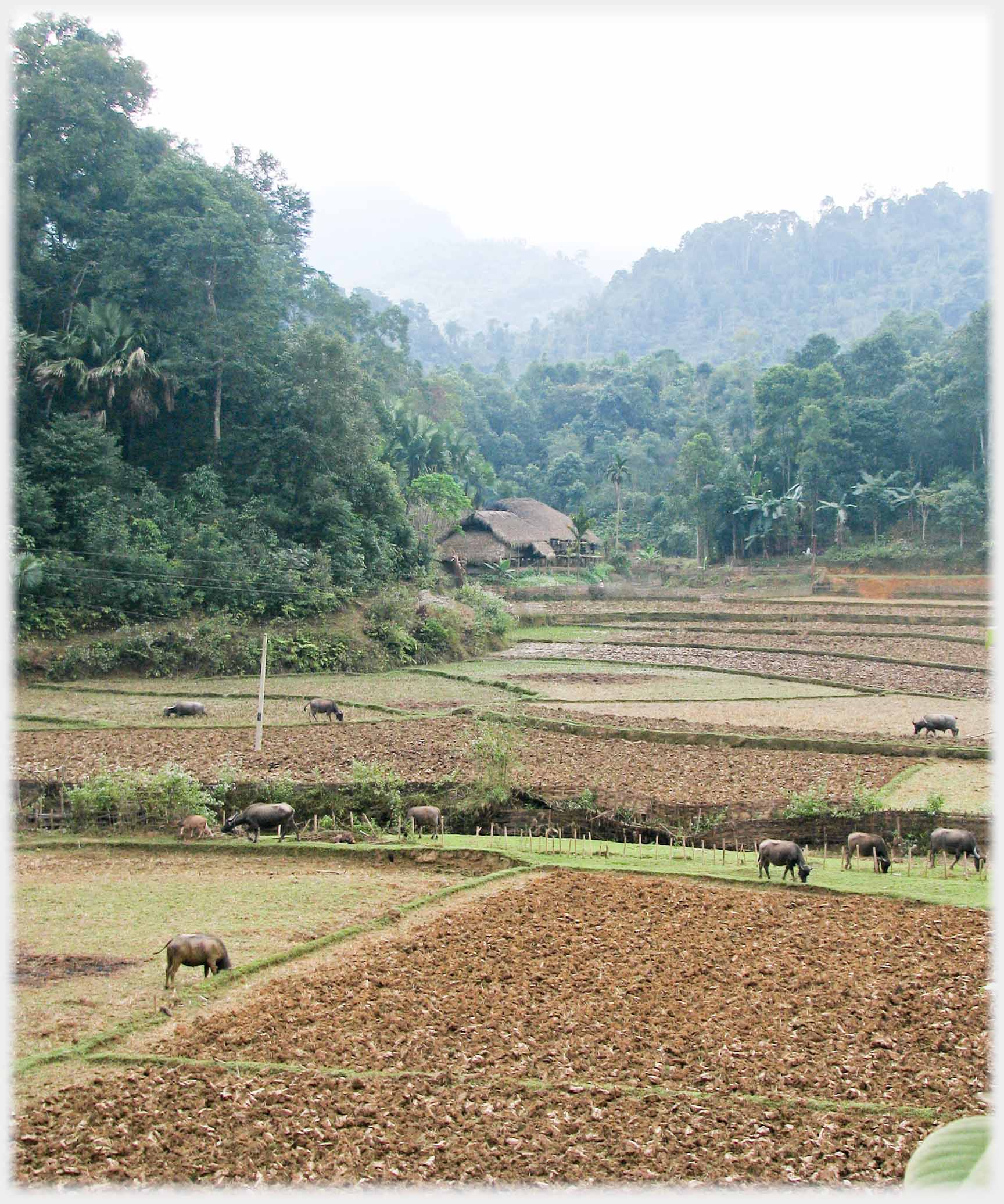 Flat fields, house and trees around, buffalo grazing.