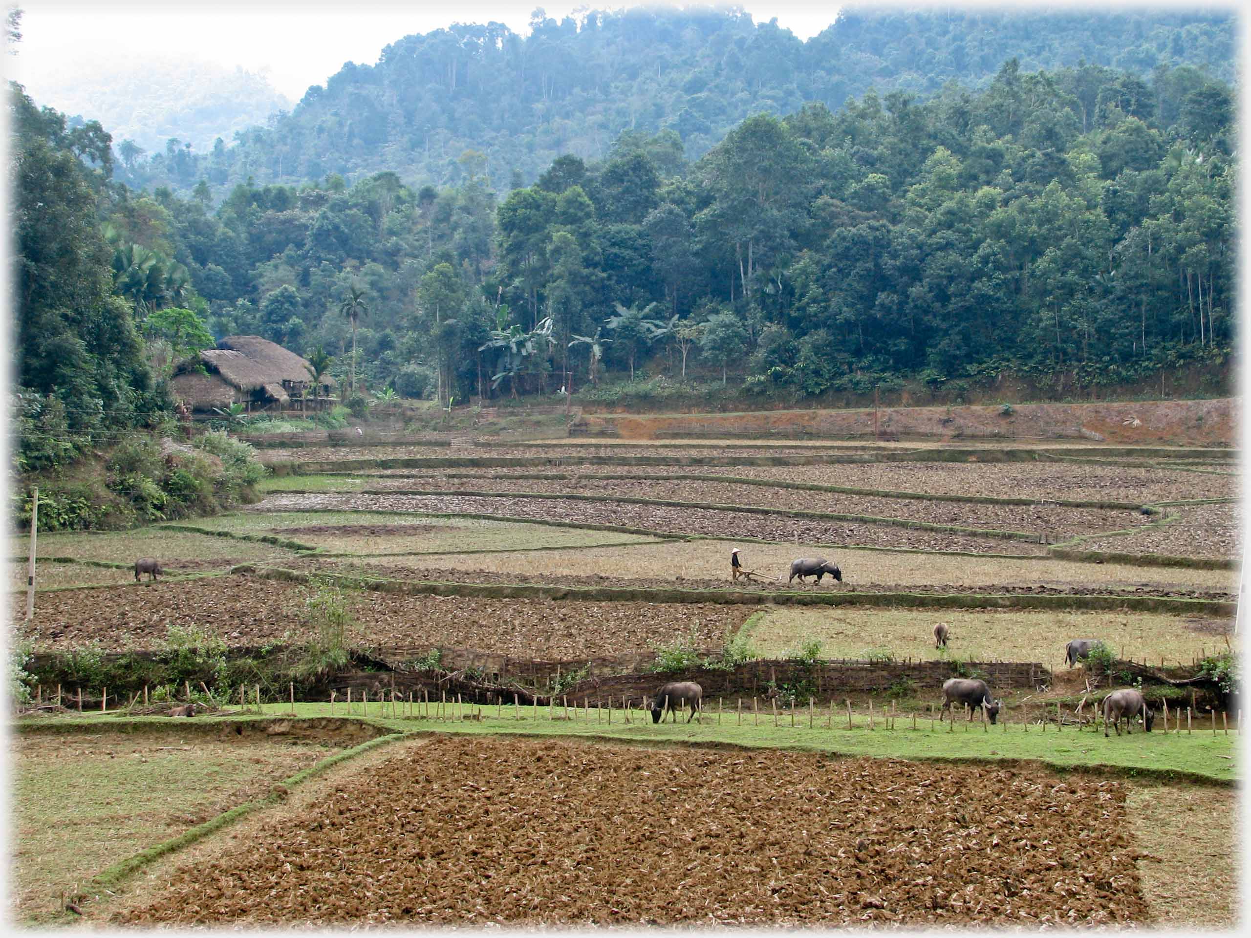 Landscape of fields with plougher, house and grazing buffalo.
