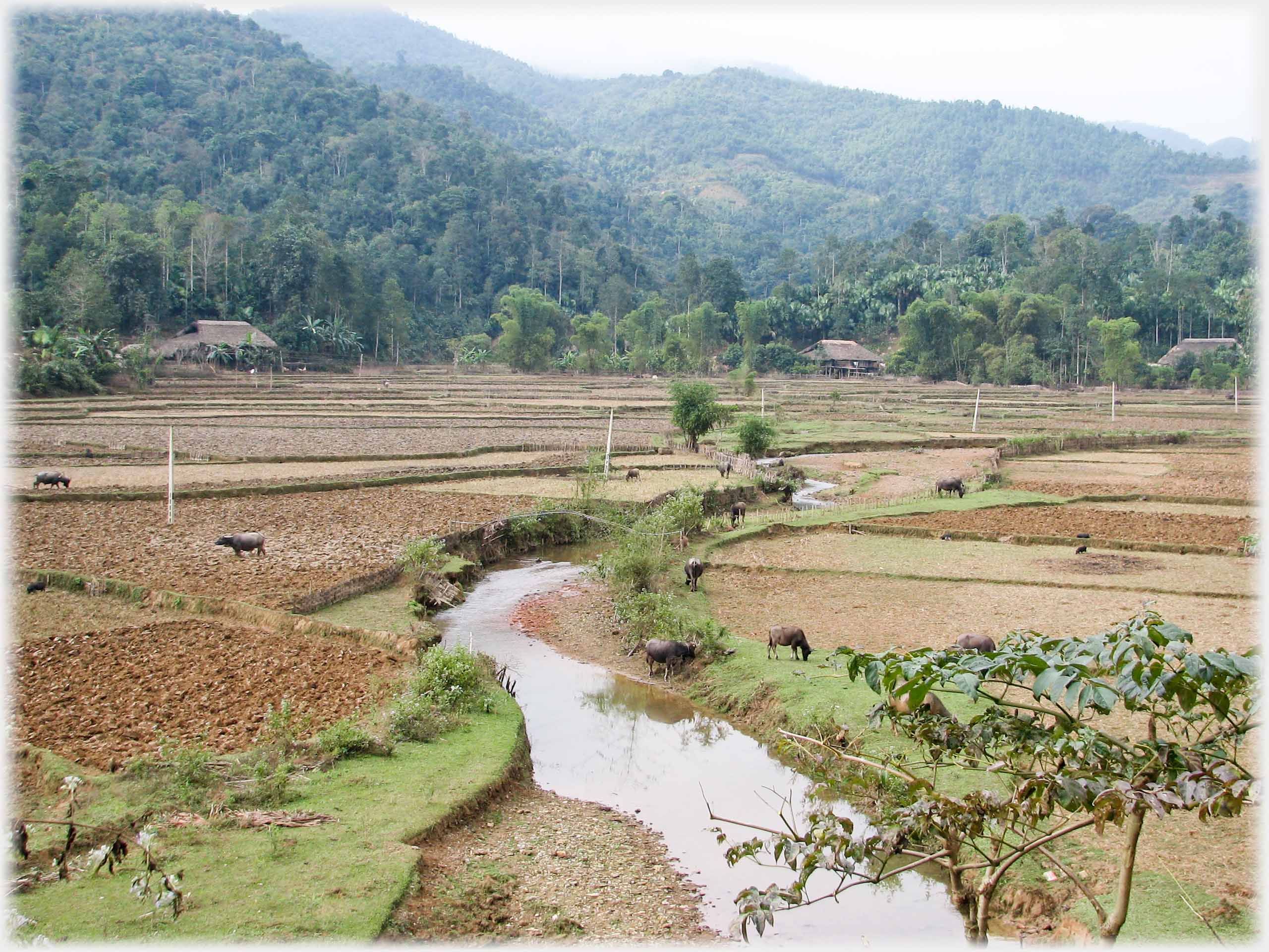 Area of fields with dotting of buffalo.