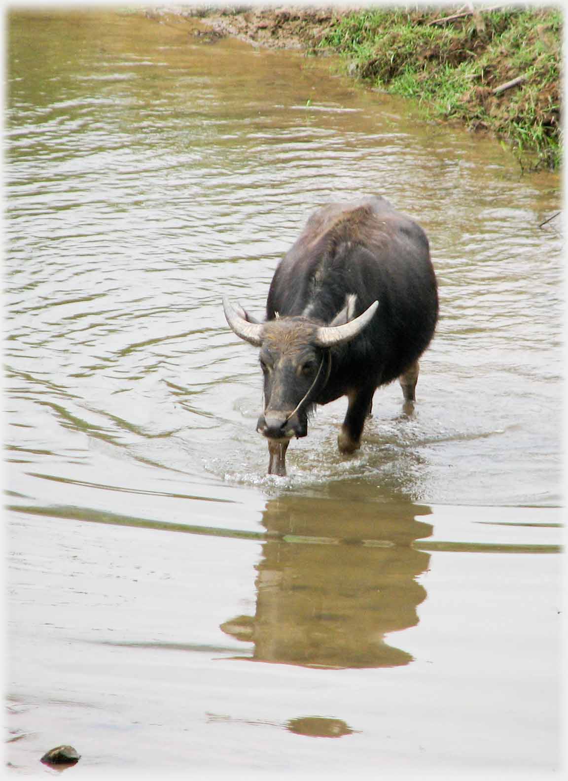 Baffalo walking through water.