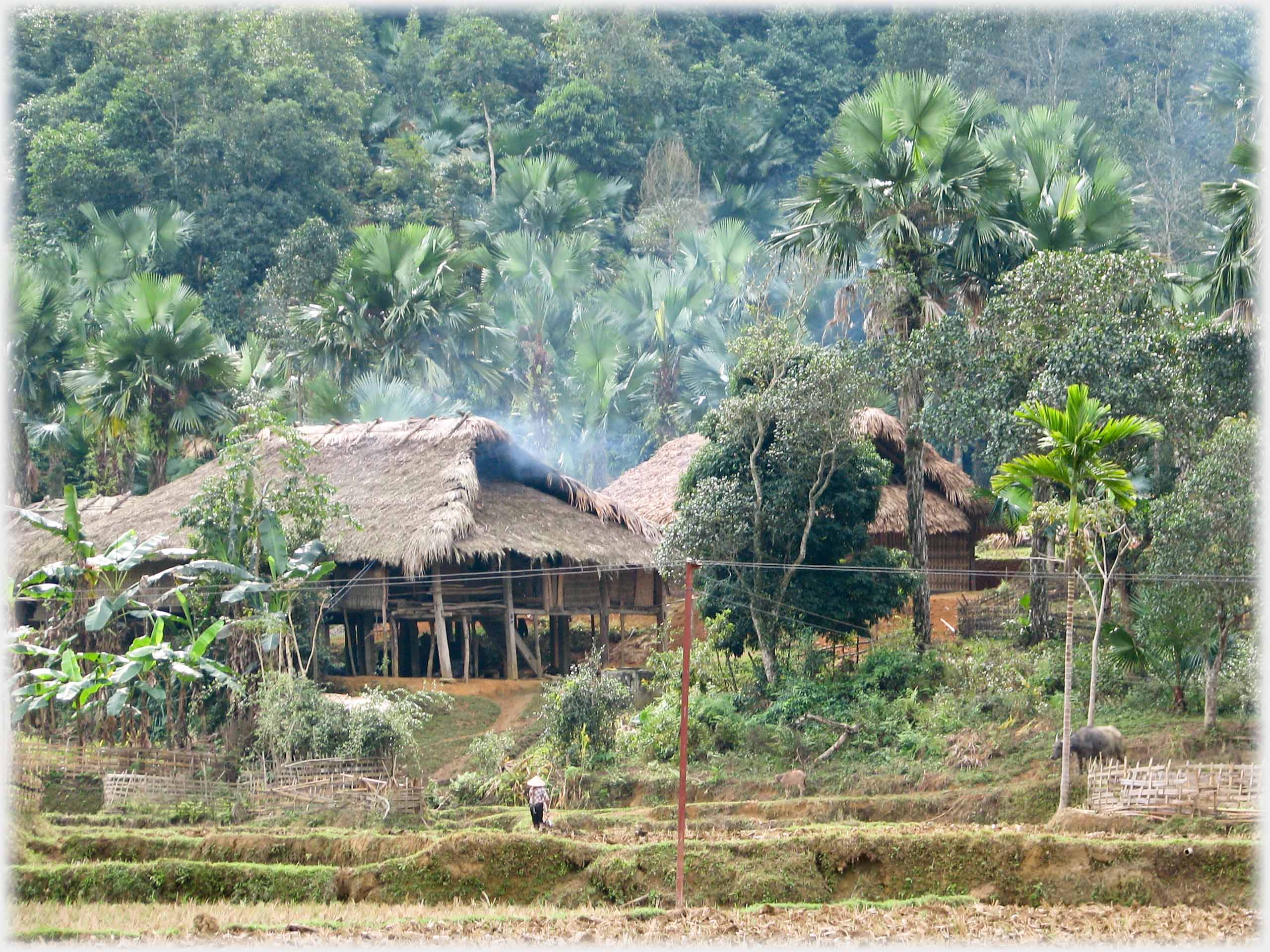 Thatched stilt house with slight smoke amongst palms and bananas.
