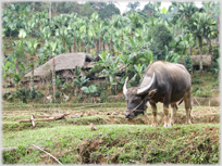 Buffalo grazing in front of a house and banana trees.
