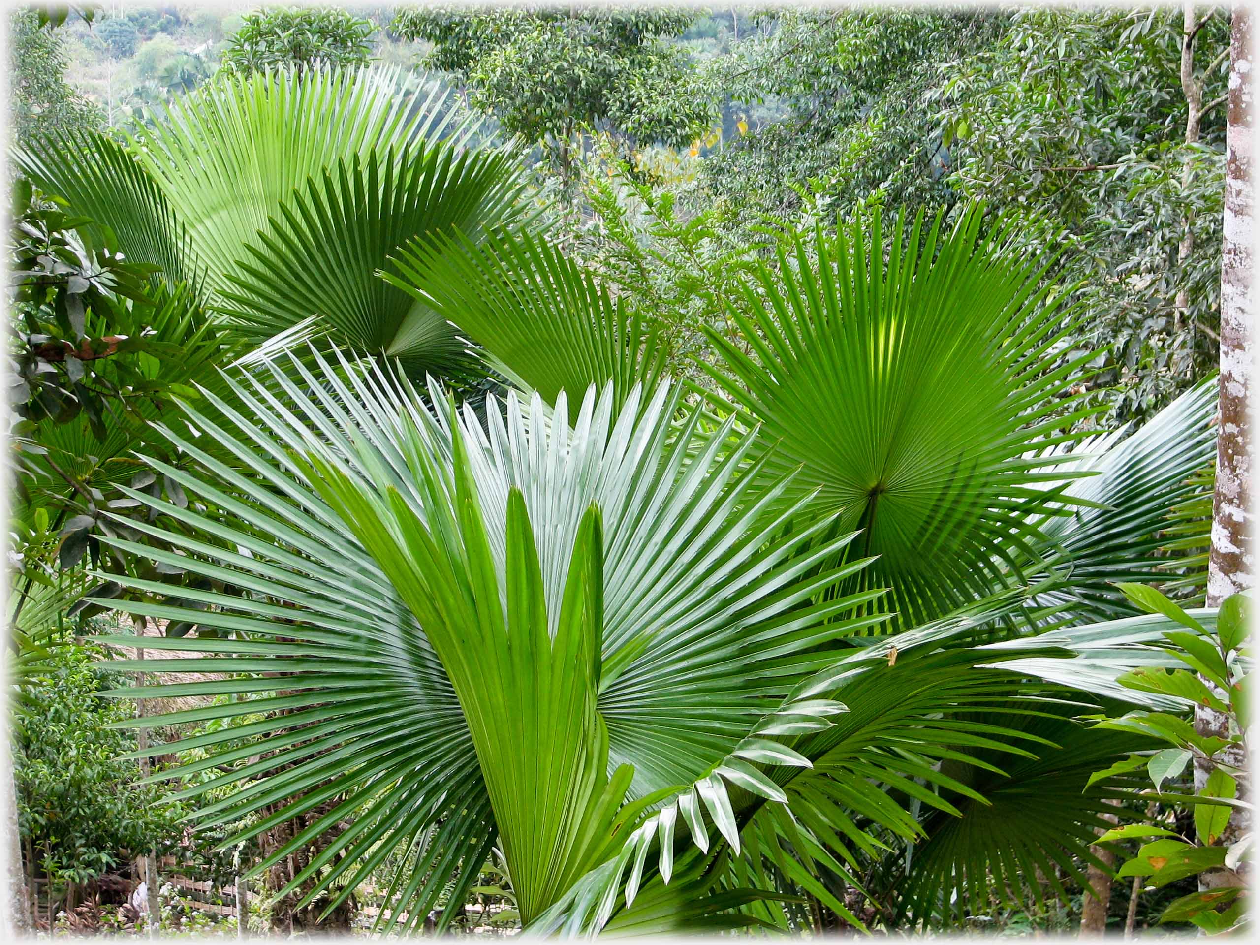 Huge fans of green spiked leaves.