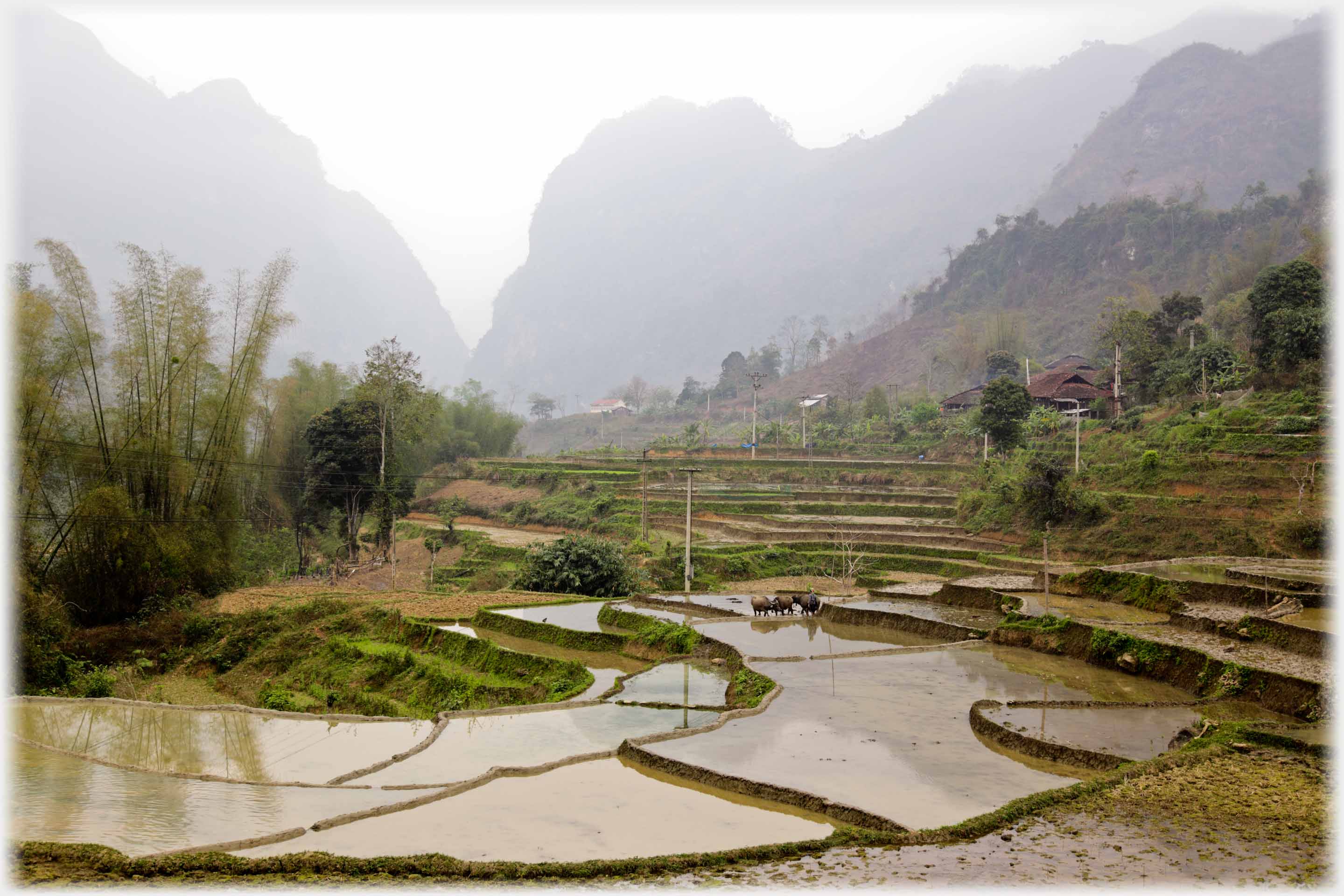 Terraced flooded fields, bamboos to left, high revine in distance.