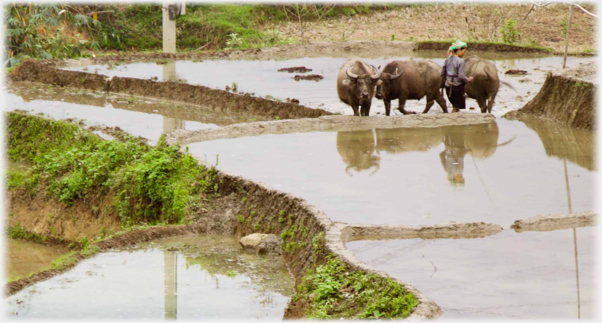 Three buffalo and woman by flooded paddy field.