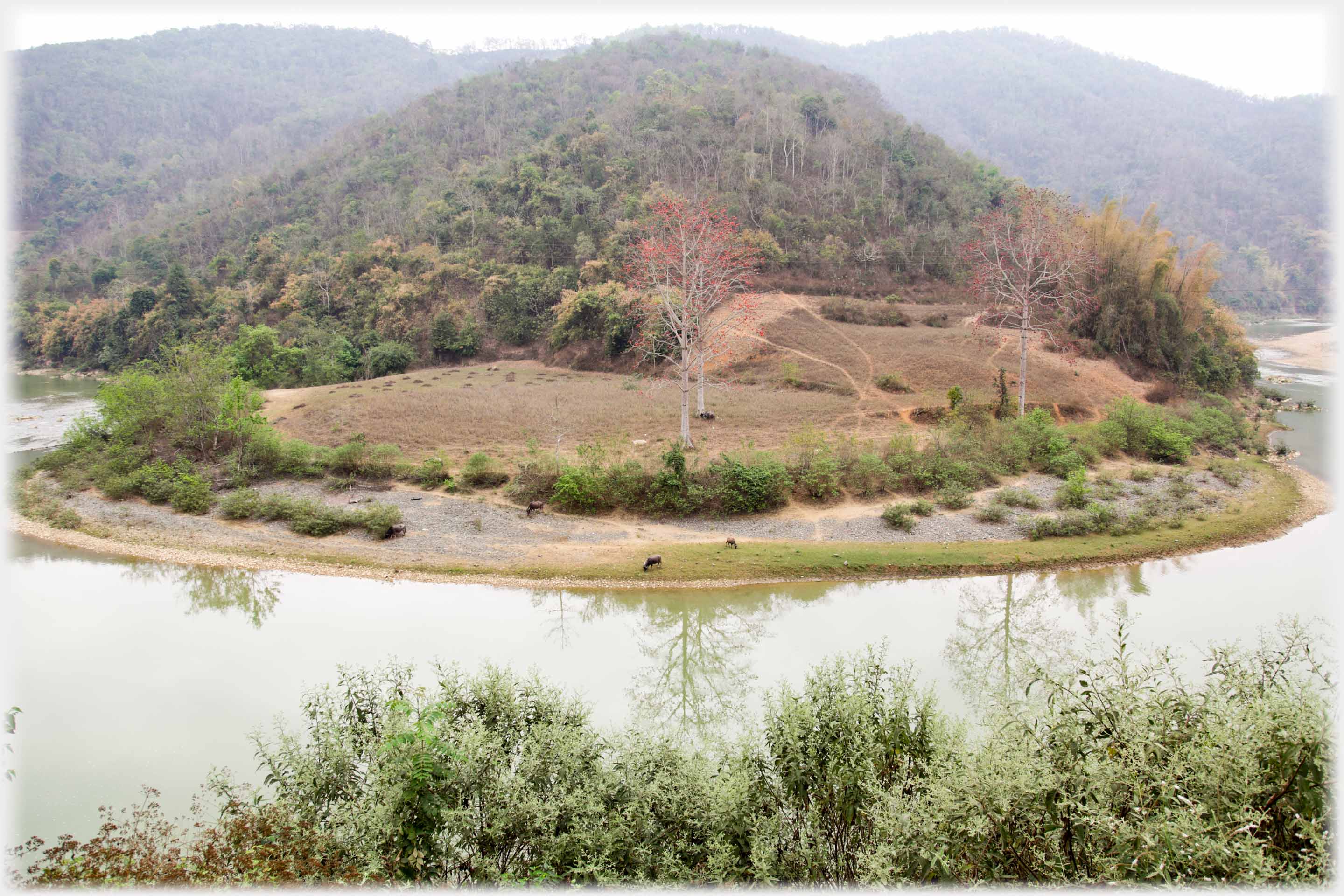 Curved headland with the berried trees and buffalo, and river running round it.