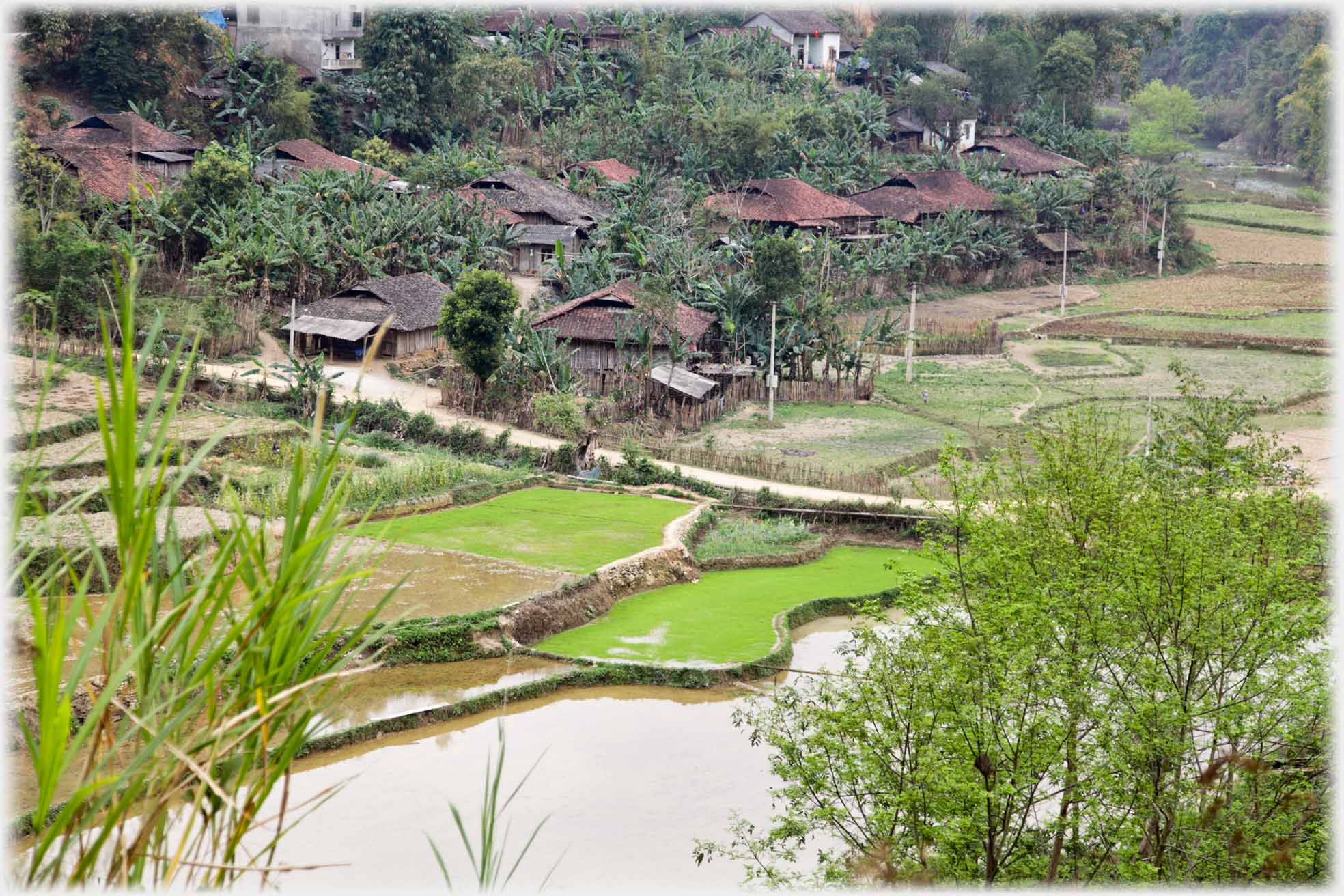 Just sloping terraces next to densely packed houses aand bananas.