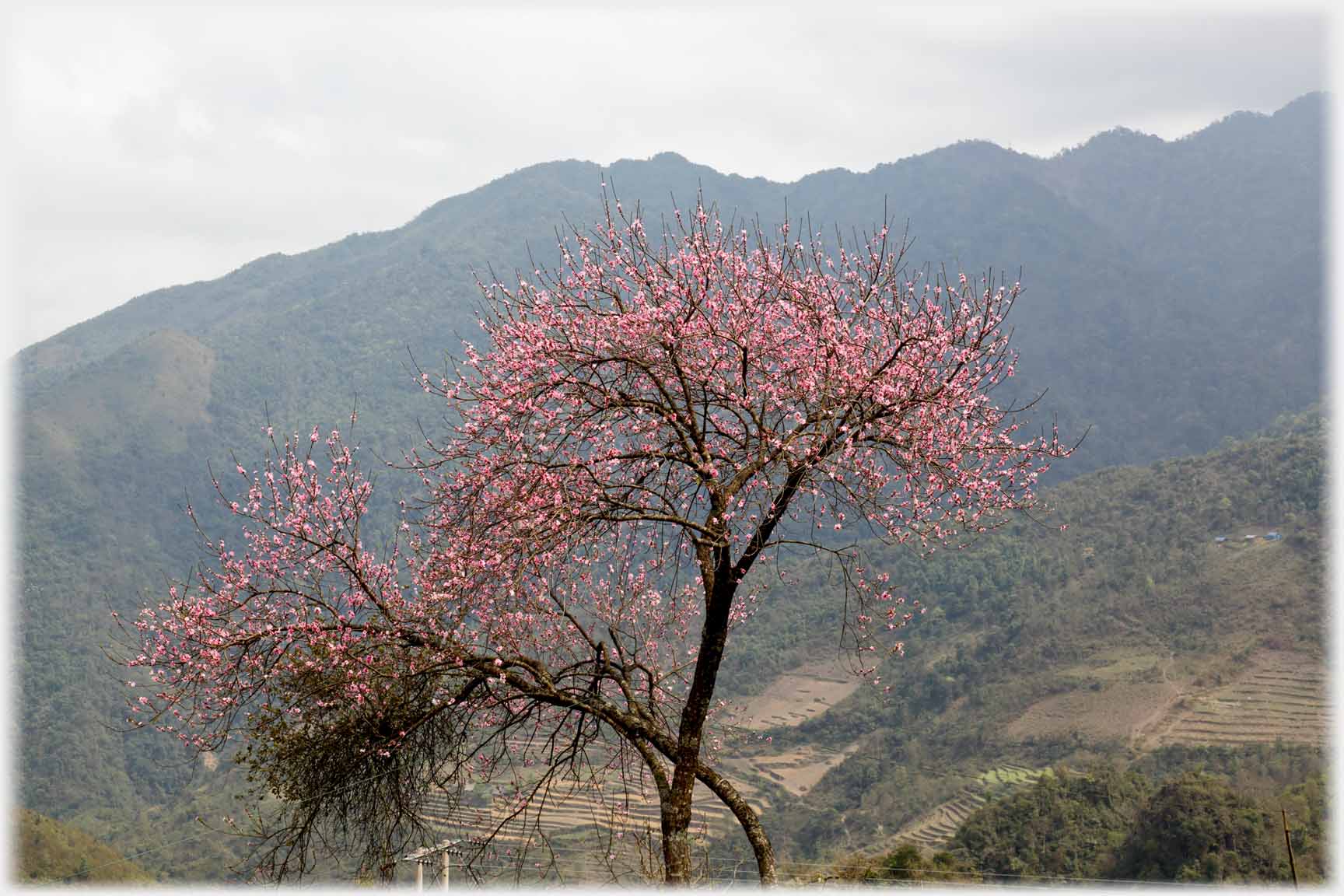 Pink plumb in full blossom.
