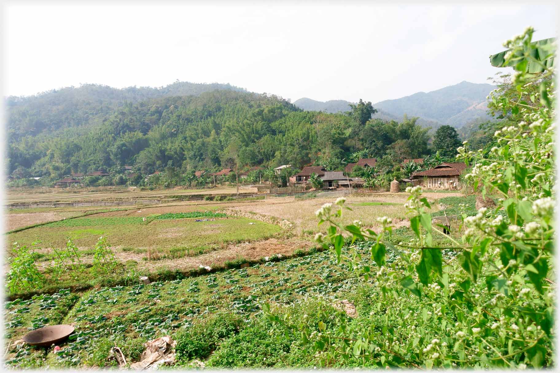 Vegetables in foreground field, other fields with woods and village beyond.