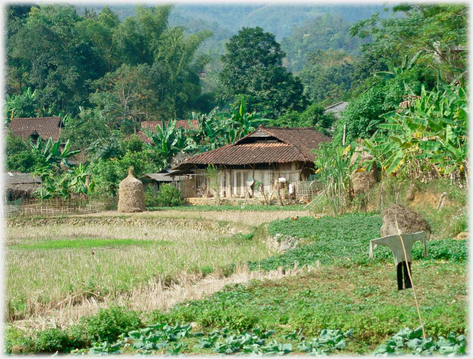 Foreground vegetable field with simple scarecrow, stook by house with tiled roof.