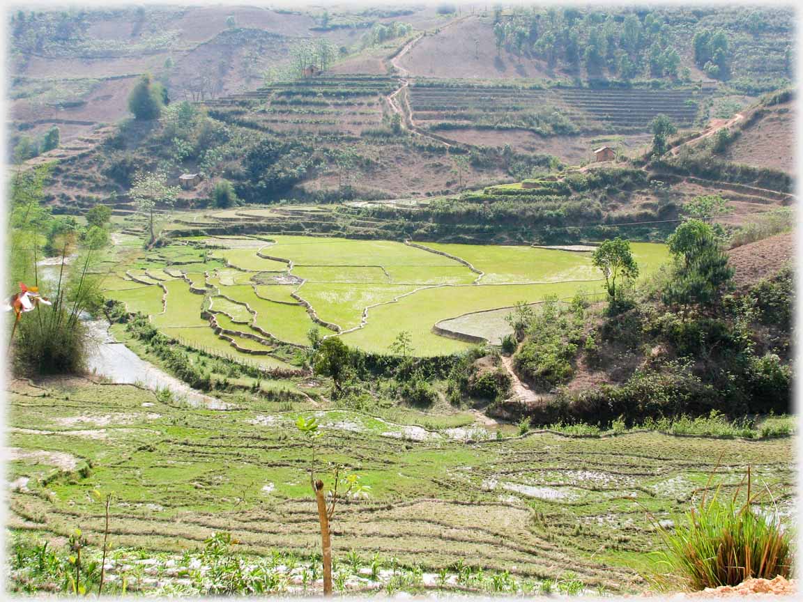 Green low terraced fields by river.