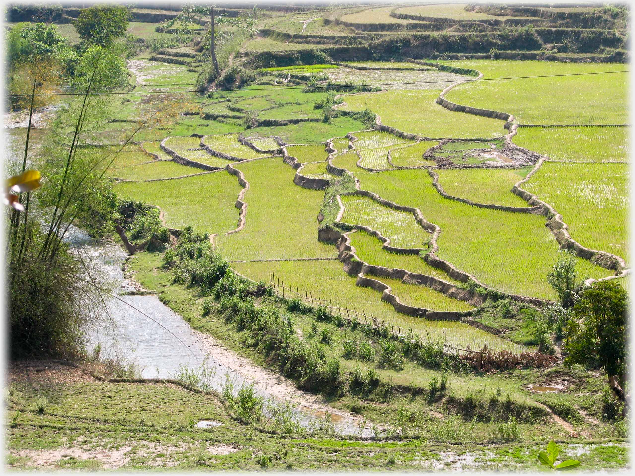Young paddy terracing by river.