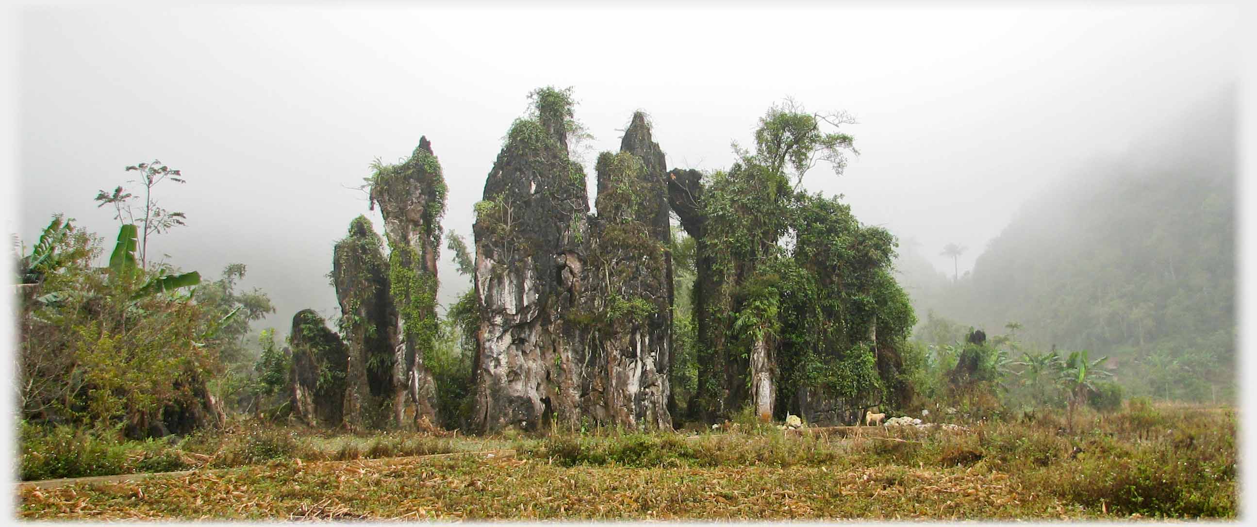 Line of vertical shafts of limestone covered in trees, given scale by dog.