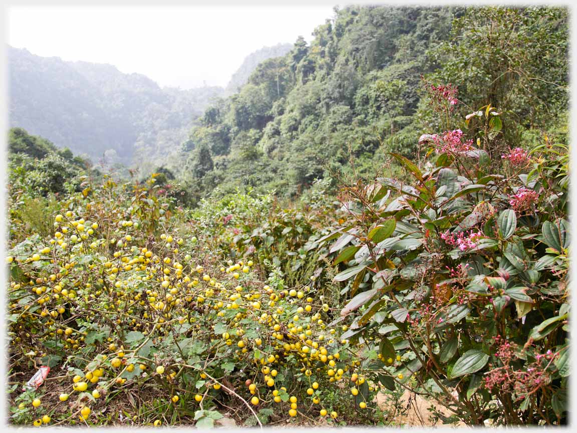 Two flowering bushes, red and yellow.