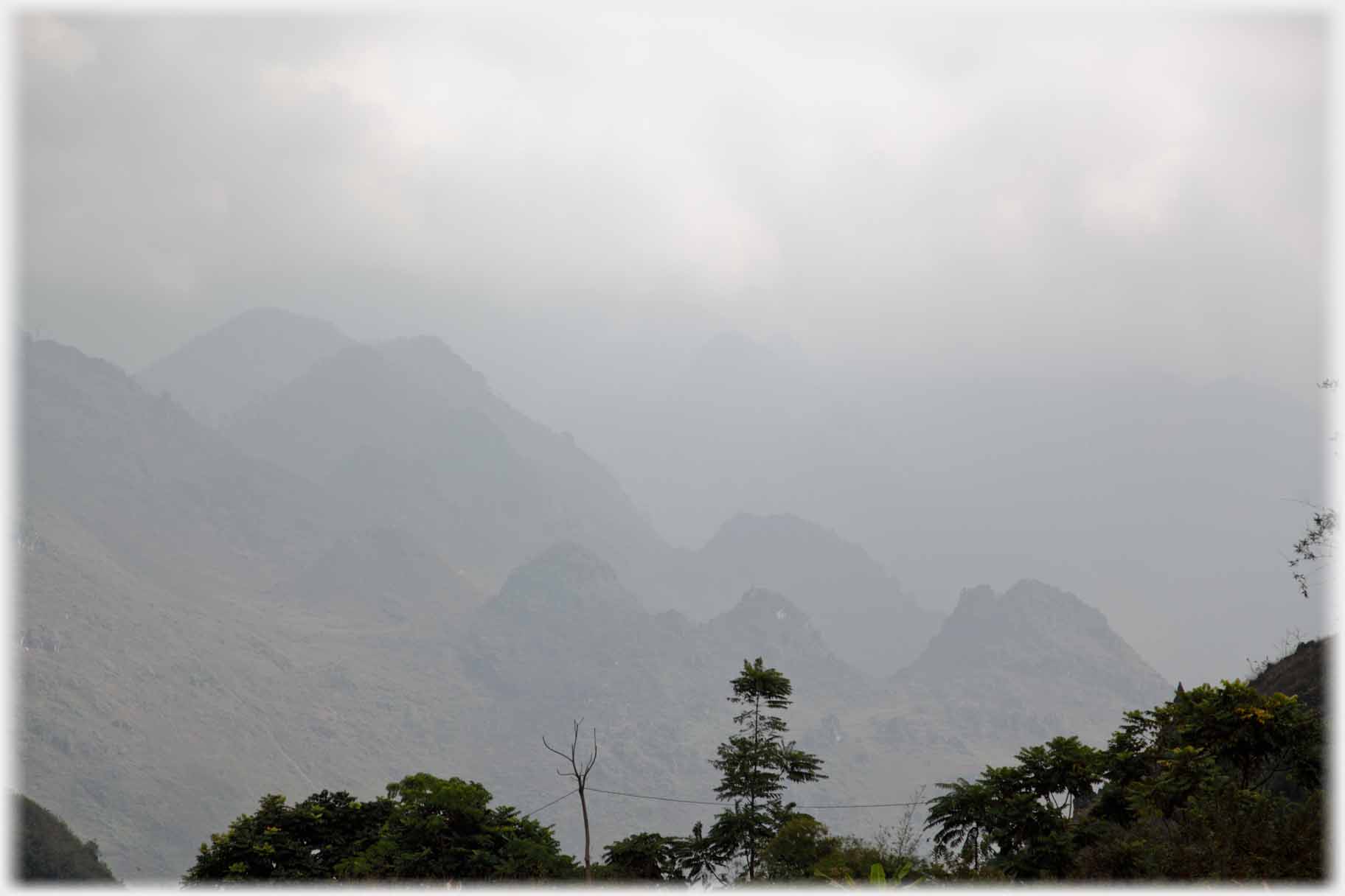 Dark tree against misty hills.