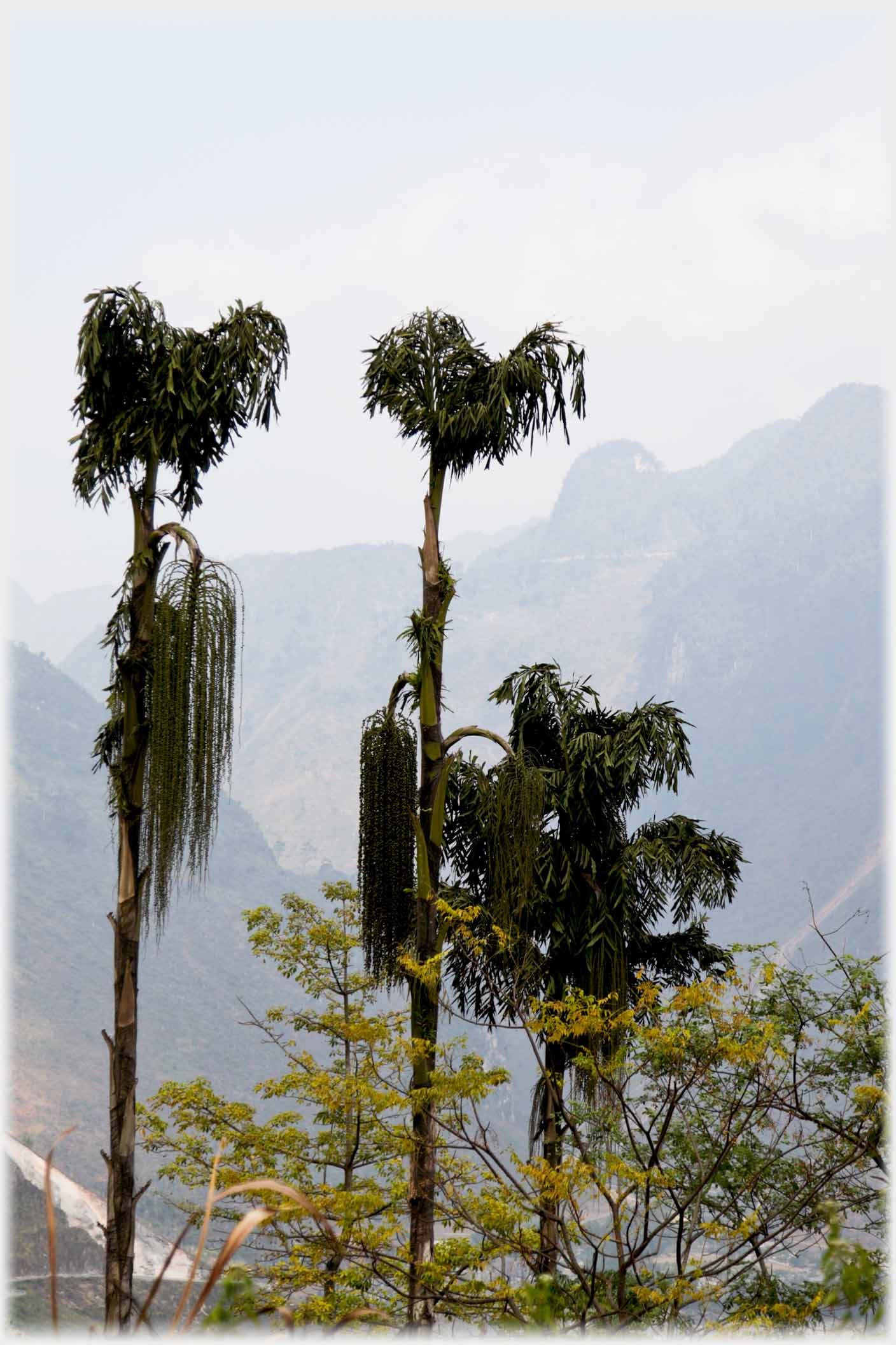 Three trees with high hills beyond.