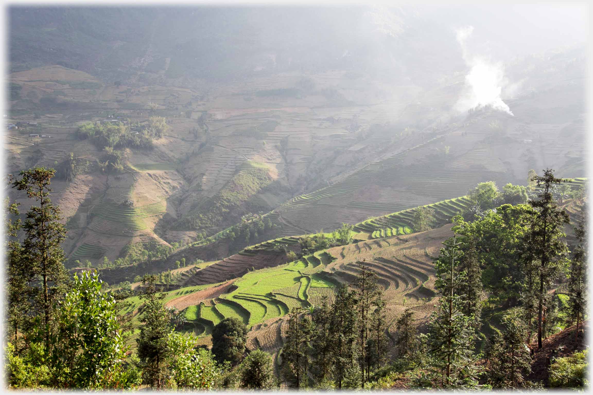 Sloping hillside with sharply marked green terraces.