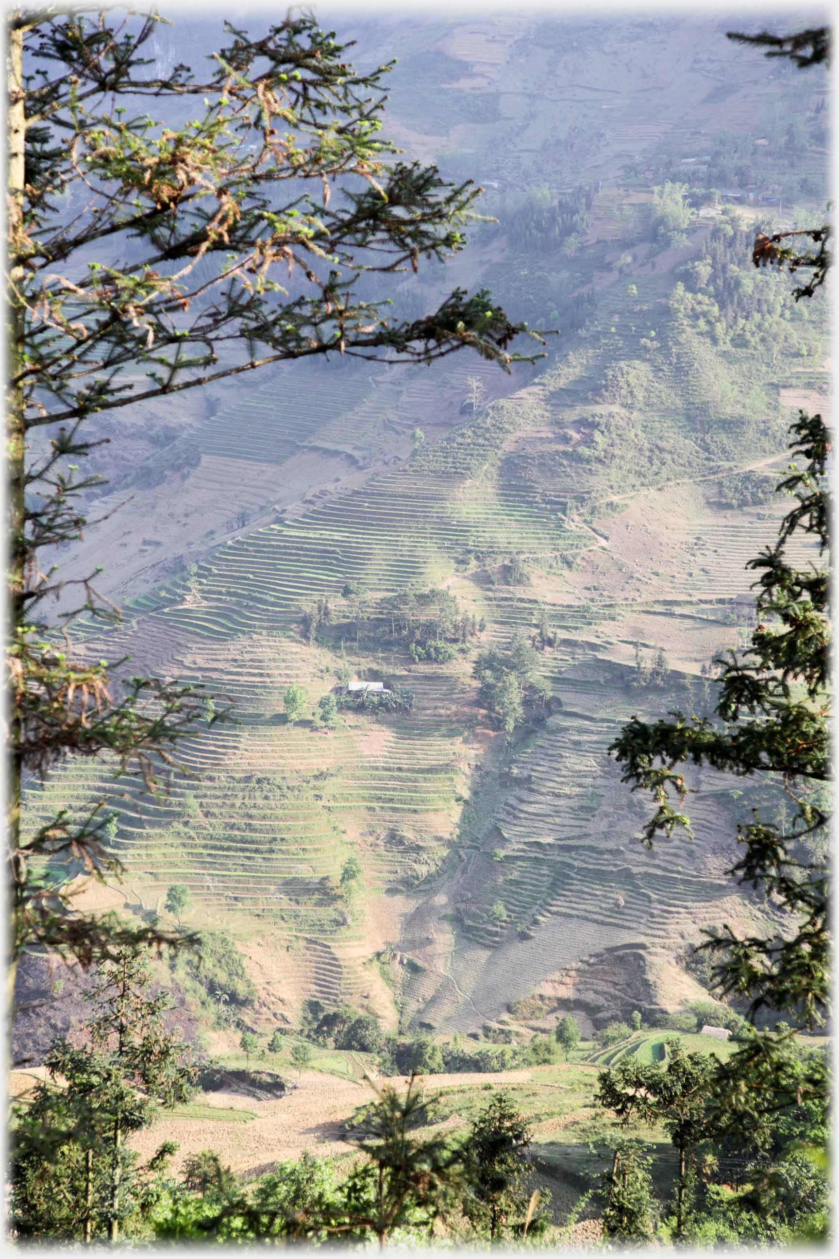 Long hillside with terraces lightly defined, framed by trees.