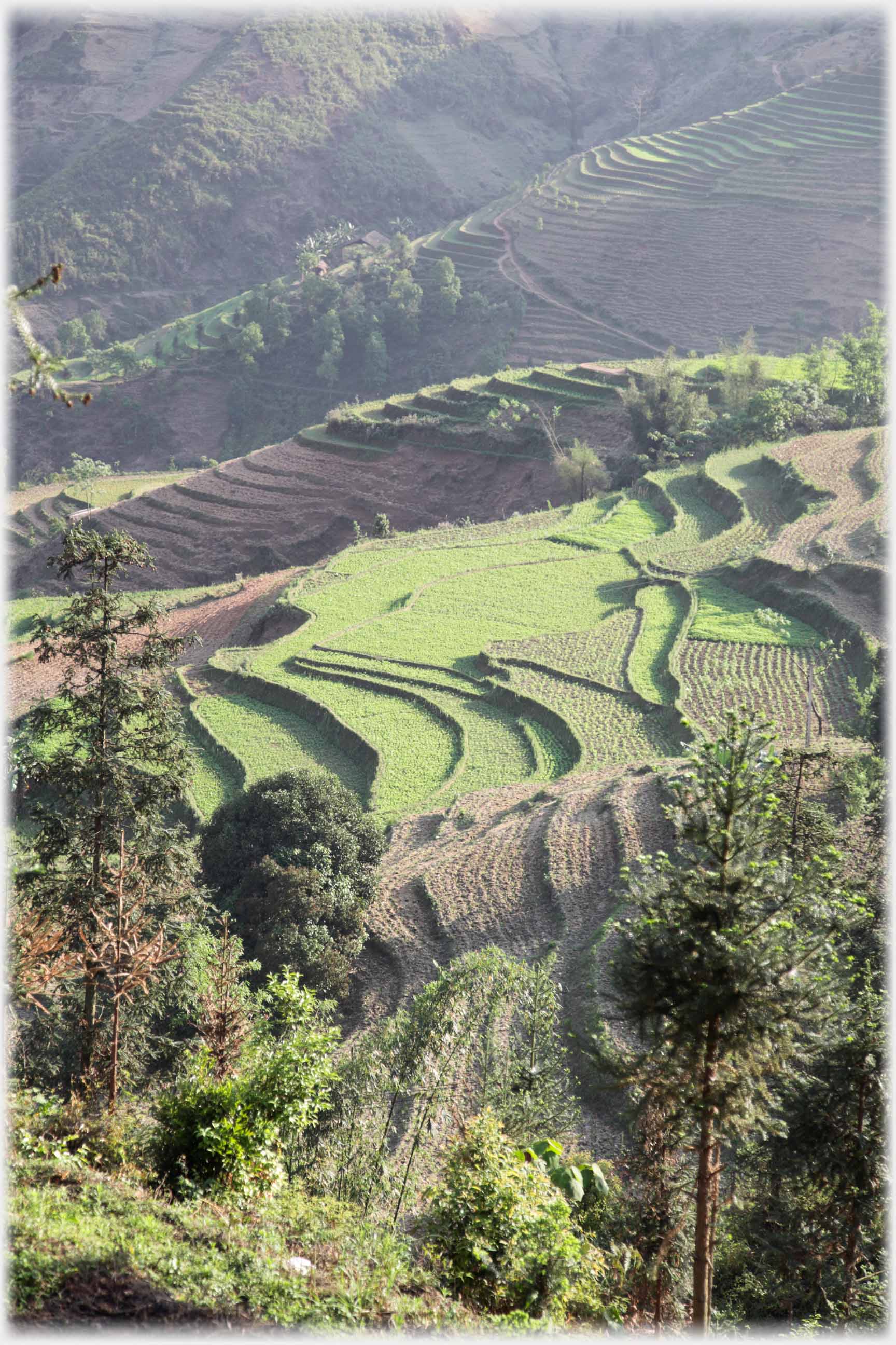 Section of terraced fields with young rice.