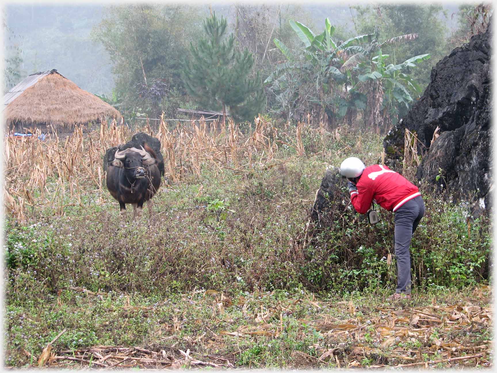 Figure bending behind stone, buffalo watching.