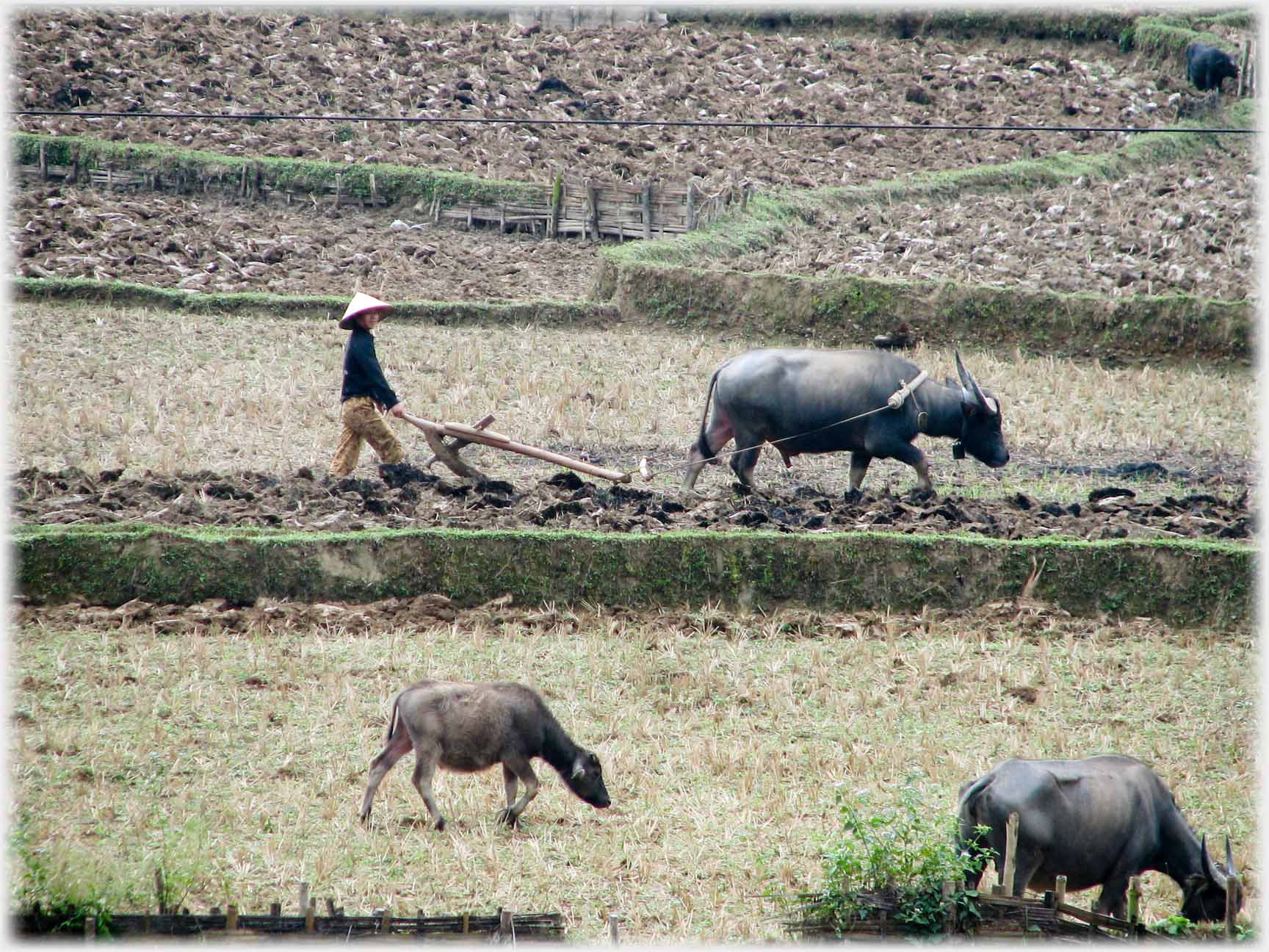 Woman ploughing with buffalo and two others in next field.