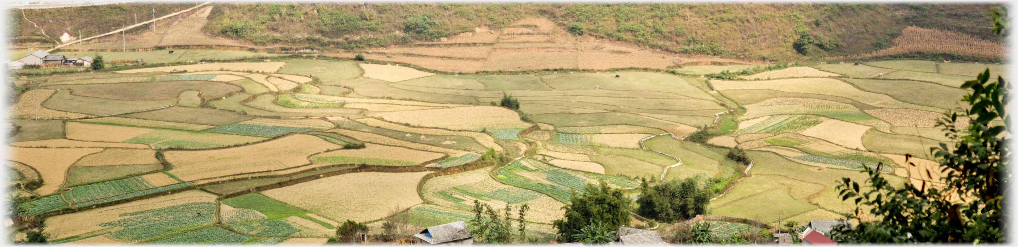 Pattern of green and yellow fields.