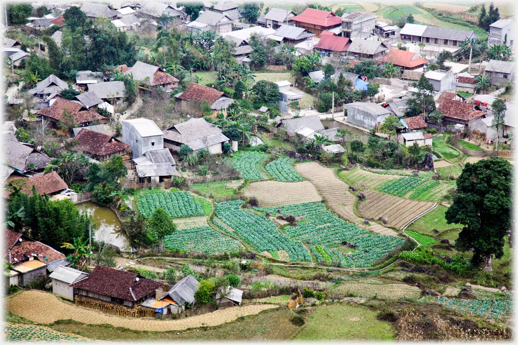 Fields of vegetables beside houses.