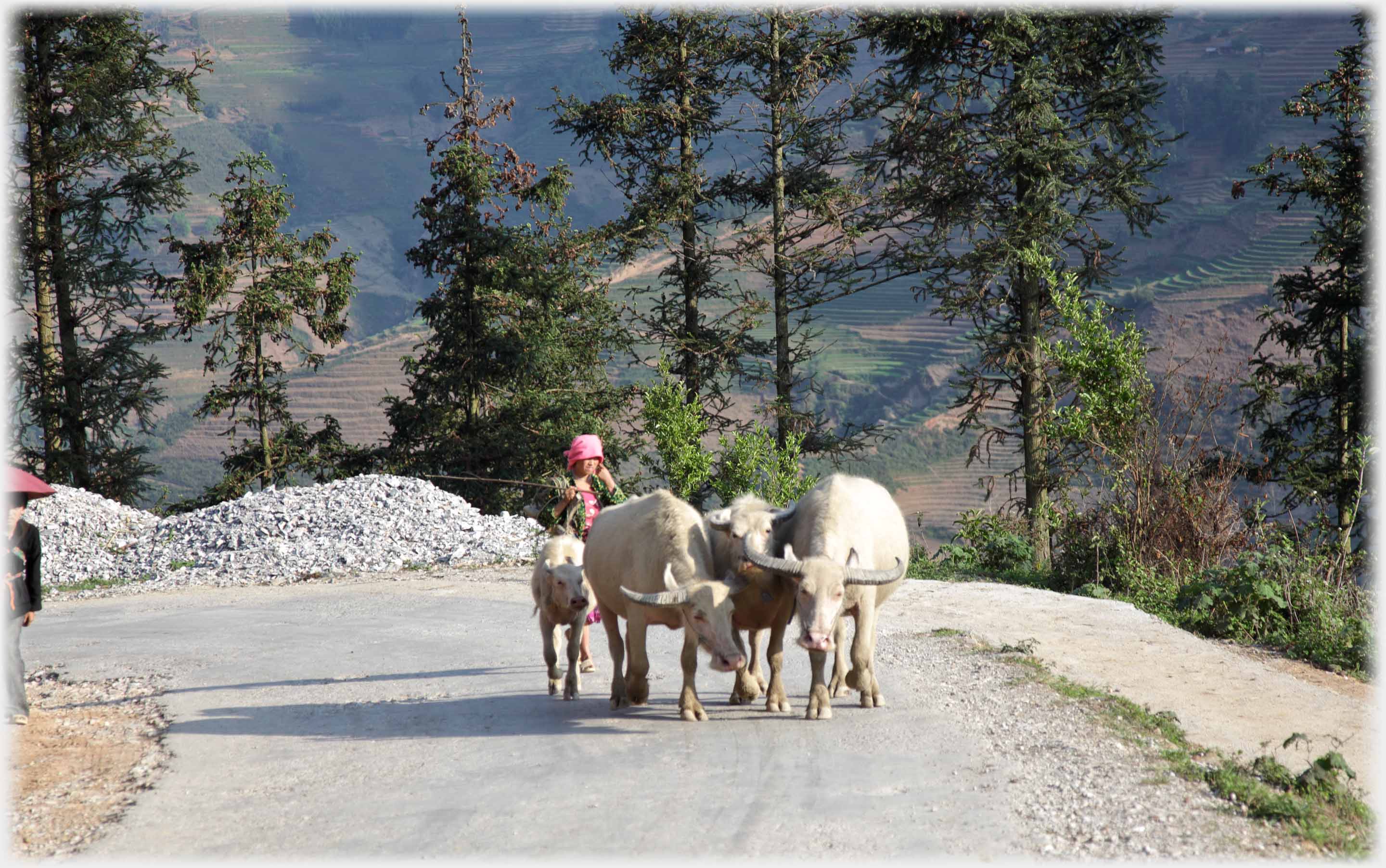 Woman herding three buffalo and a calf along a road.