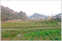 Fields of vegetables with houses beyond.