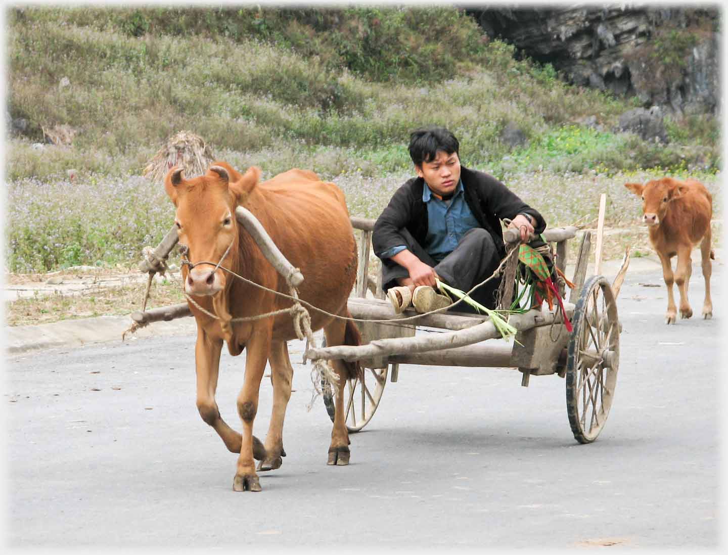 Man sitting cross-legged in cart being pulled by a cow, calf following.