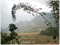 Bamboo arching over landscape.