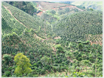 Hillsides covered in coffee plants.