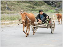 Man in cart being pulled by ox.