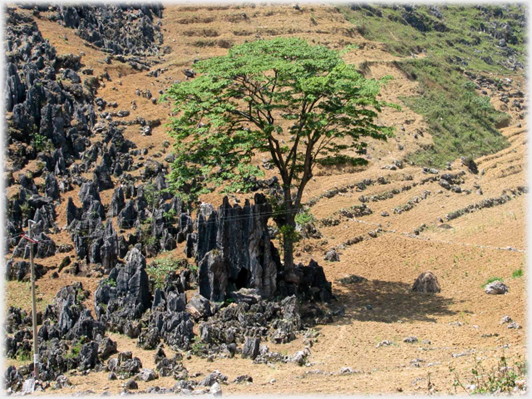 Vertical shafts and lines of rock with soil and a tree.