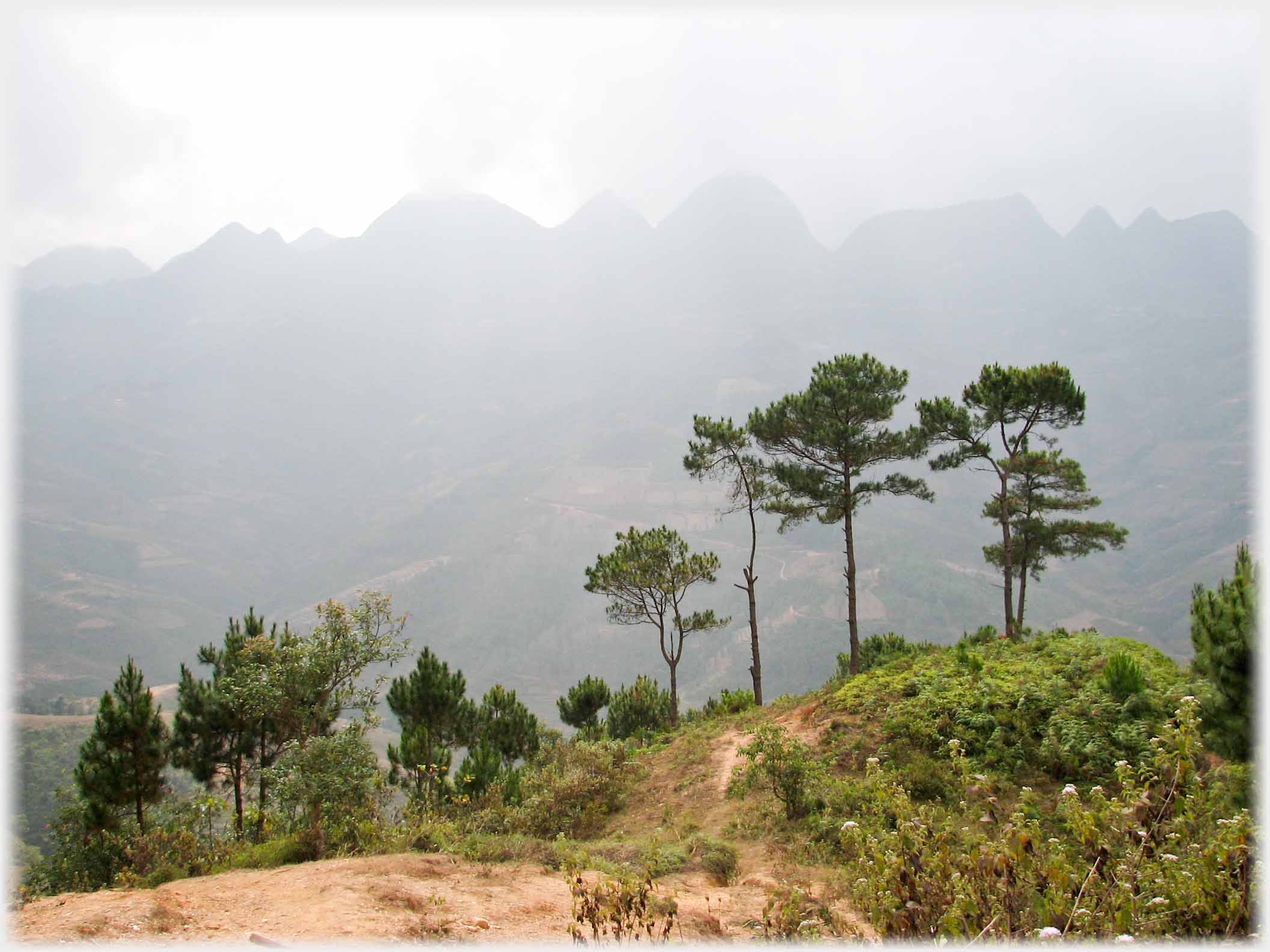 Row of pines with peaked hills along skyline.