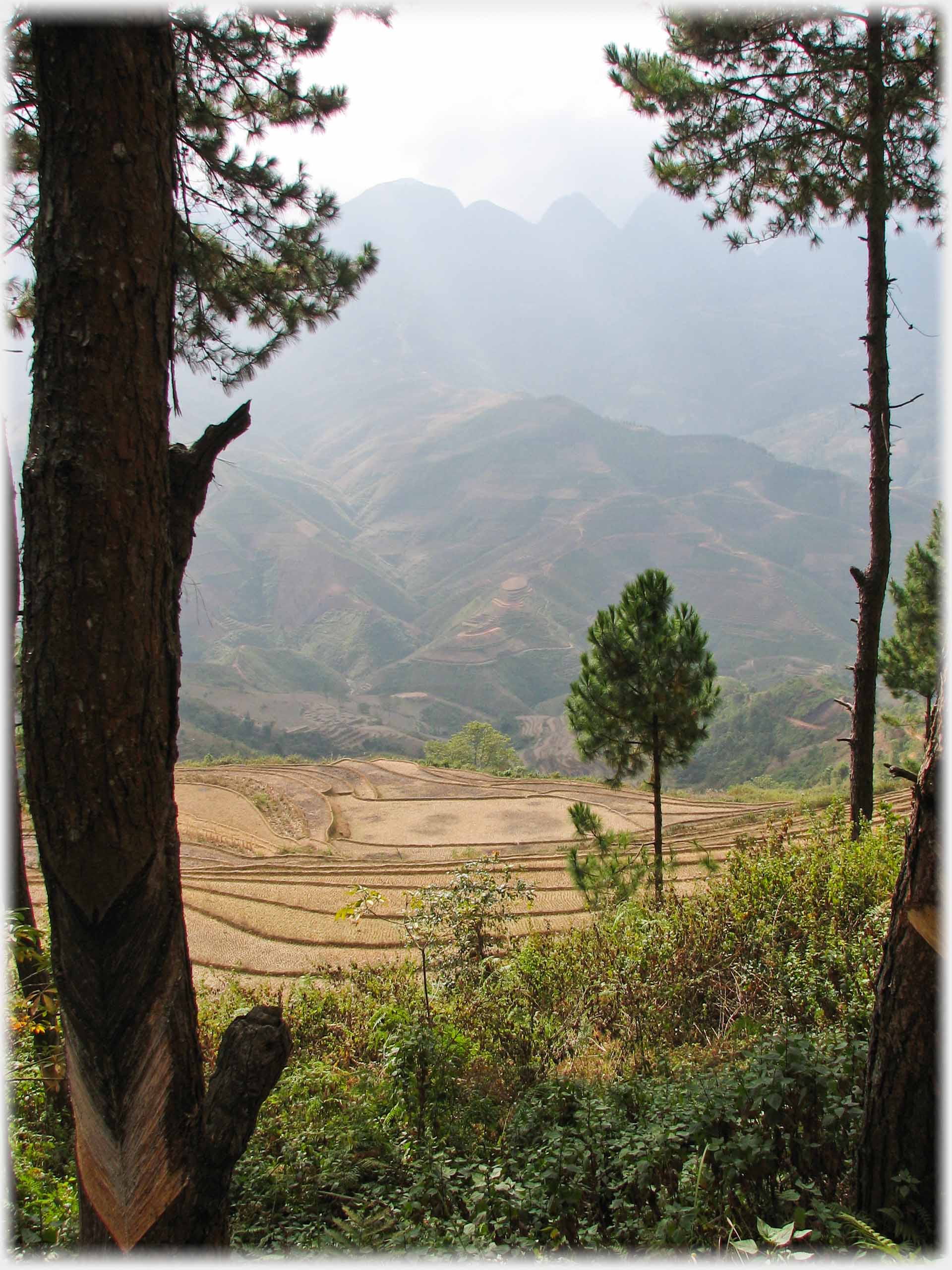 Two pines frame smaller tree with terracing below and hills beyond.