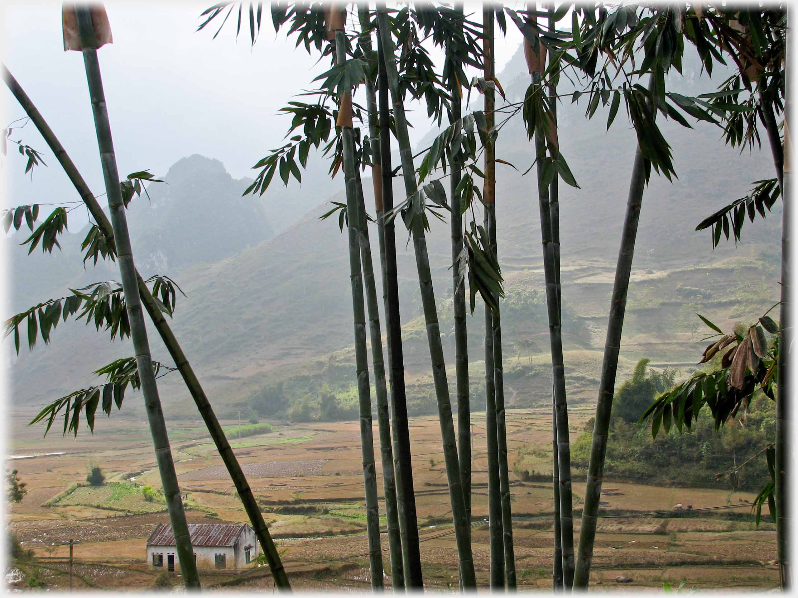 Vertical bamboo stems screening valley of fields.