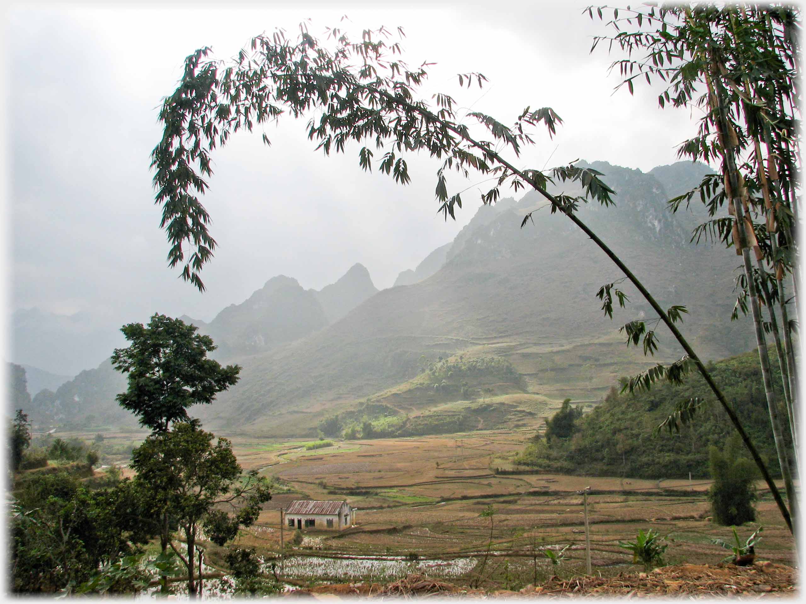 Bamboo stem hanging over view of valley with two pointed hills.