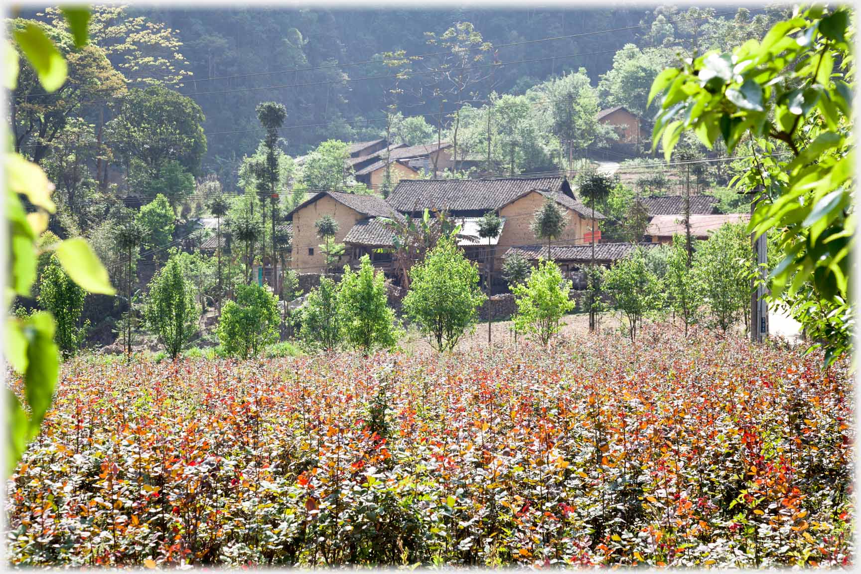 Field of plants with rooftops beyond.