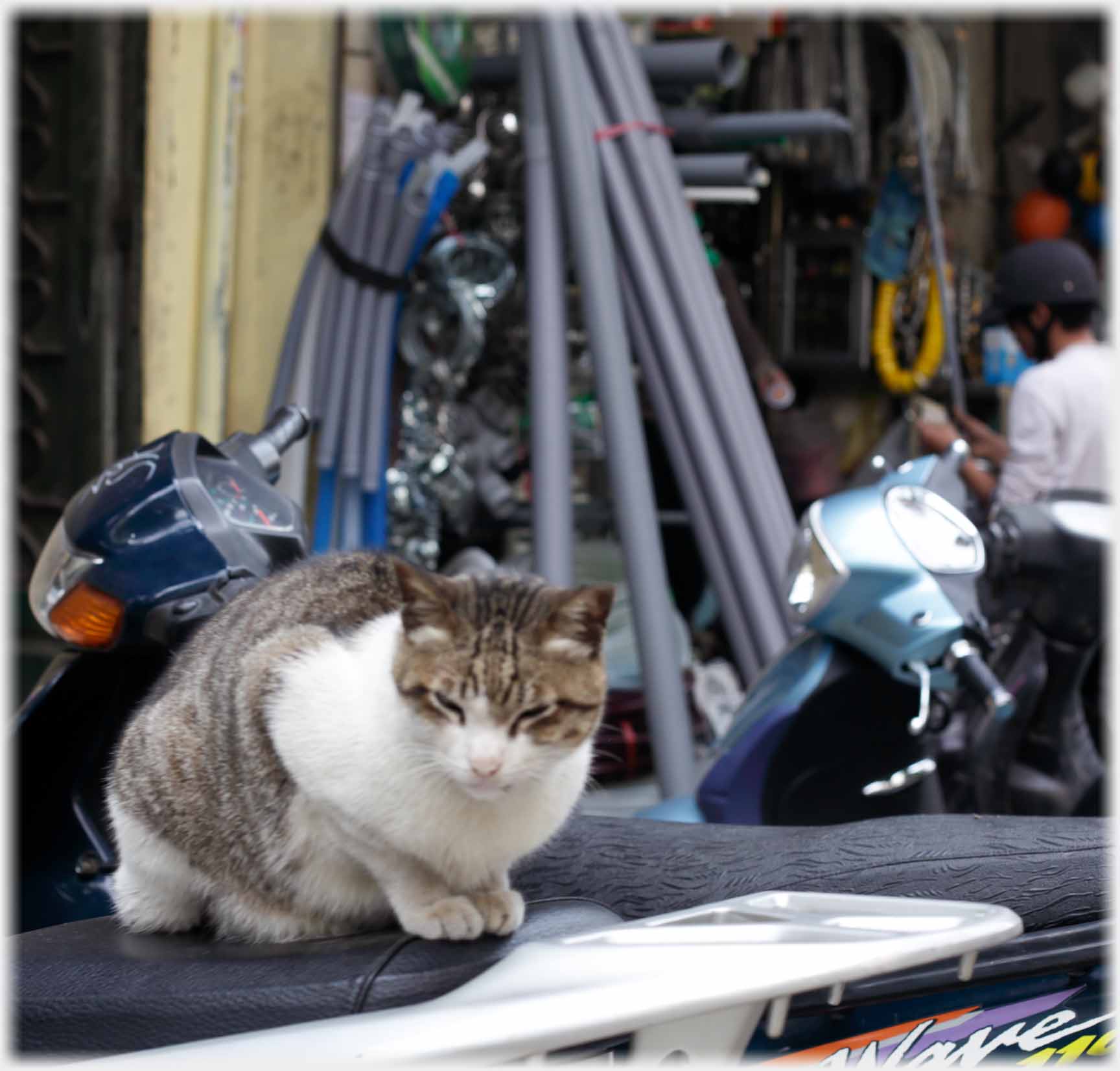 Comfortable looking cat on motorbike seat.