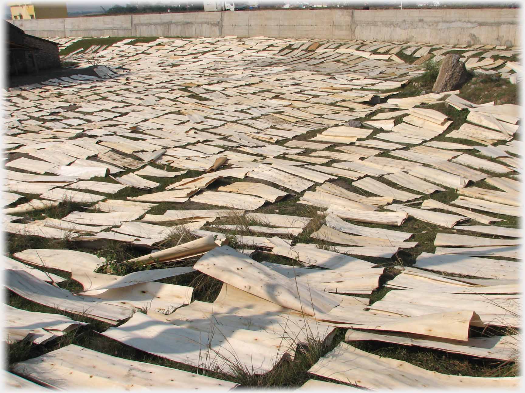 Field covered with sheets of veneer.