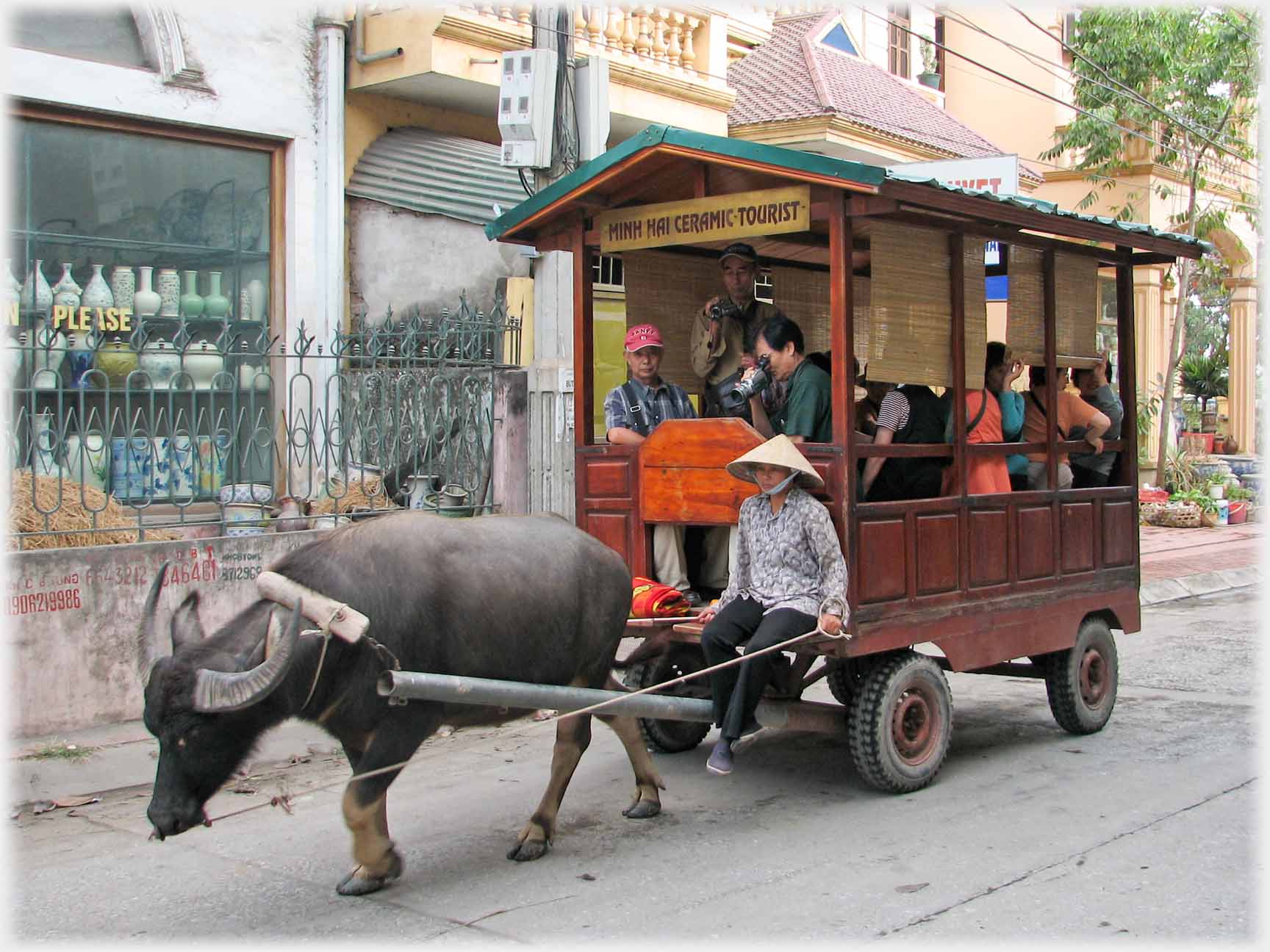 Ox carriage with woman driver sitting at front and passenger photographing.