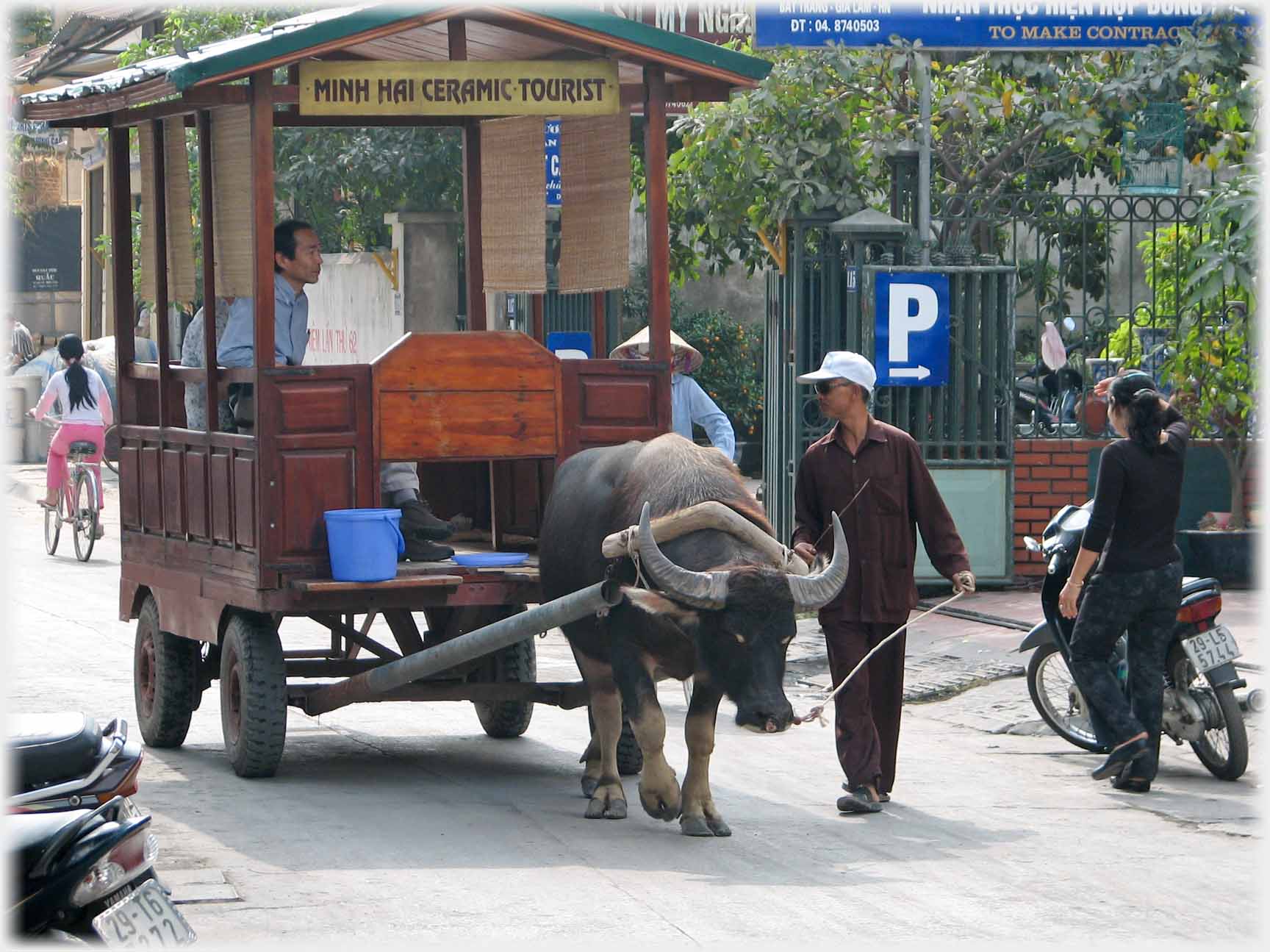 Ox carriage led by man on foot.