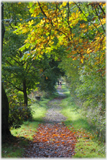 Path through trees to distance with autumn colours.