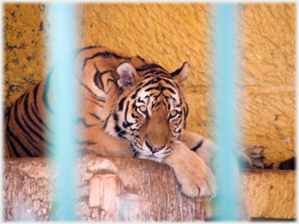 Tiger looking listlessly out between bars.